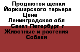 Продаются щенки Йоркширского терьера.  › Цена ­ 25 000 - Ленинградская обл., Санкт-Петербург г. Животные и растения » Собаки   
